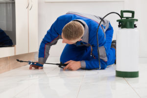 Kamloops pest control services