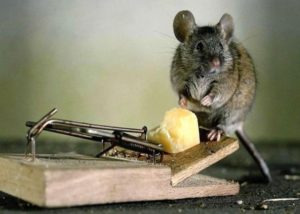Mice Exterminator Kamloops